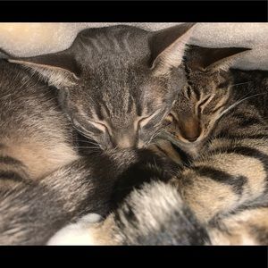 Meet your Posher, Addison